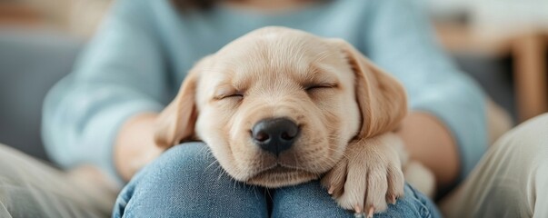 Naklejka na ściany i meble Adorable puppy relaxing on owner's lap at home pet photography cozy indoor environment heartwarming scene