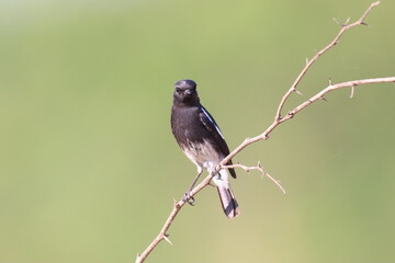 Bird on tree
