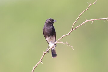 Bird on Tree