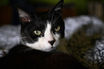 Portrait de chat noir et blanc en gros plan