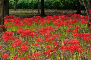 Red spider lily in Kitayama Park, Higashimurayama, Tokyo 
ヒガンバナ、北山公園、東京都東村山市