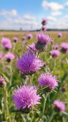 Fototapeta premium A beautiful field of purple Common Knapweed flowers in the sun nature wildflowers background.