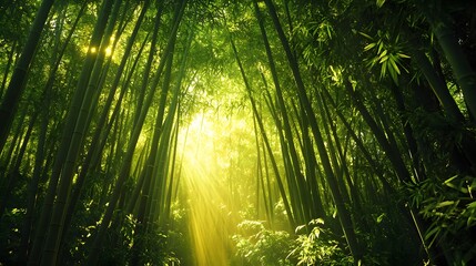 A Quiet Bamboo Forest, Soft Sunbeams Streaming Through the Dense Canopy, Illuminating the Tranquil Path