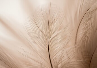 Obraz premium 柔らかな光に照らされた繊細な羽根 優しいベージュの質感