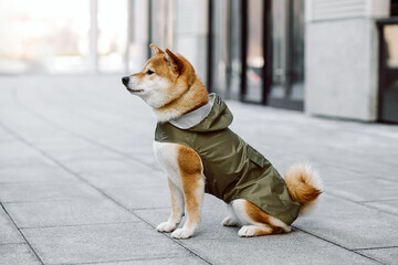 A cute red Shiba Inu dog in hoodie jacket stands and sits on a city street