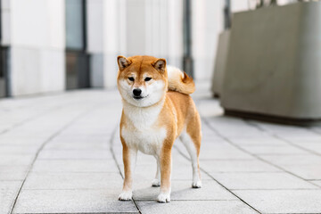 A cute red dog Shiba Inu stands and sits on a city street background