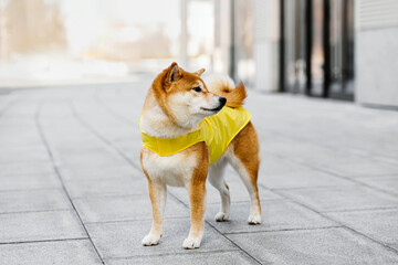 A cute red Shiba Inu dog in hoodie jacket stands and sits on a city street