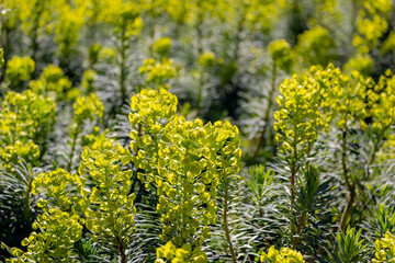 Selective focus of Mediterranean spurge flower and sunlight, Euphorbia characias, Albanian spurge is a species of flowering plant in the family Euphorbiaceae, It is an upright compact evergreen shrub.
