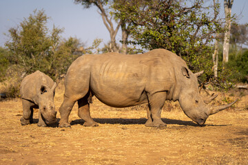 Obraz premium Calf walks round white rhino in clearing
