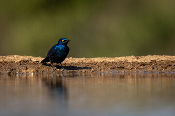 Cape starling casts shadow beside sunlit waterhole