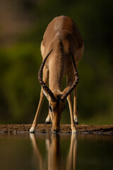 Close-up of male impala standing drinking water