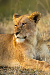 Close-up of lioness prone on short grass