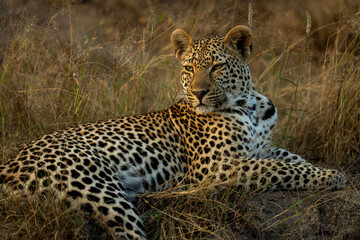 Close-up of male leopard lying looking round
