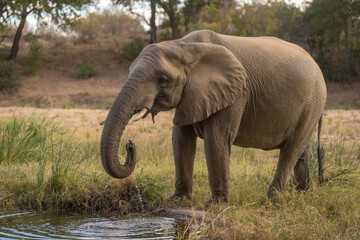 Fototapeta premium African elephant in clearing drinking from waterhole