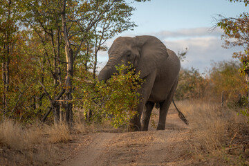 Obraz premium African elephant stands lifting branch with trunk