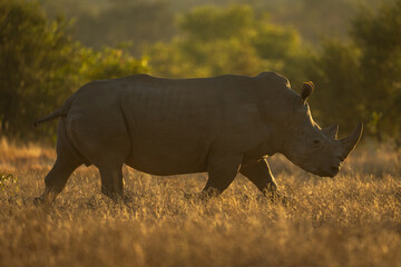 Fototapeta premium Backlit white rhino crosses grassland near bushes
