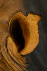 Close-up of white rhino ear in sunshine
