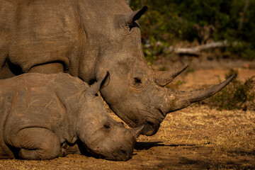 Fototapeta premium Close-up of white rhino standing by calf