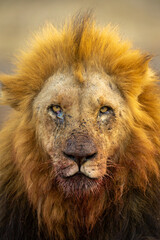 Obraz premium Close-up of male lion staring toward camera