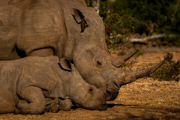 Obraz premium Close-up of white rhino standing with calf