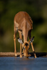 Female impala bends to drink from waterhole