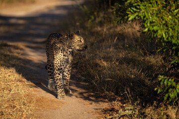 Female leopard stands on track in sunshine