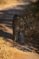 Female leopard walks down track in shade