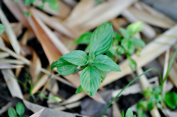 Ocimum basilicum Linn, Sweet Basil orThai Basil or LABIATAE or LAMIACEAE