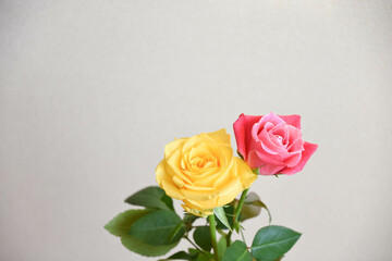 黄色とピンクのばら