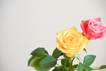 ピンクと黄色のばら