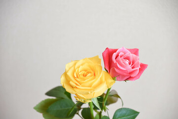 ピンクと黄色のばら