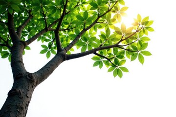 Obraz premium A tree branch stretching out from a trunk isolated on white background, solitary, solitude, nature