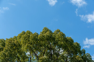 青空と緑の樹木