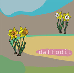 daffodil