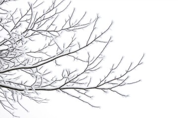 Obraz premium Snow-covered tree branches isolated on white background