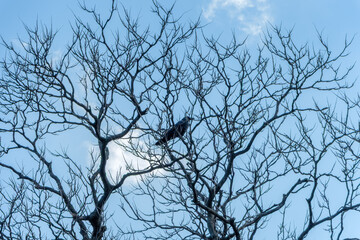 冬の木と枝に留まるカラス