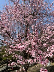 pink cherry blossom