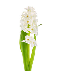 Close-up photo of white hyacinth on white background