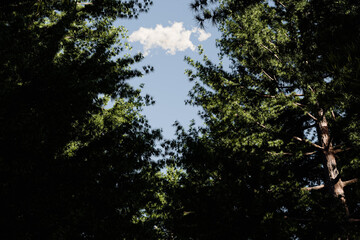 Green Pine Tree Canopy with Blue Sky and Cloud in Summer Forest - 3D Illustration