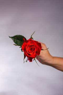 Hand holding a vibrant red rose against a soft background in studio