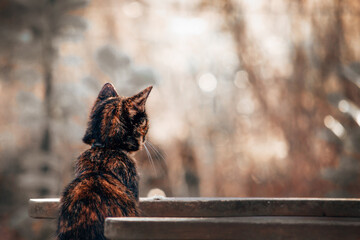 Contemplative Cat – A Moment of Stillness