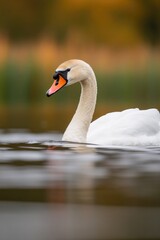 Naklejka premium Elegant swan glides gracefully across tranquil waters, showcasin