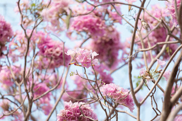 A vibrant display of blooming pink flowers envelops delicate branches reaching towards a bright...