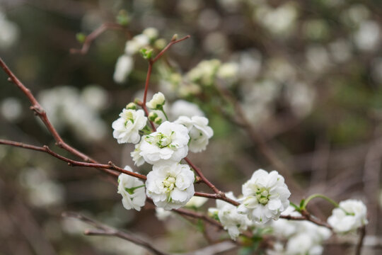 Delicate white blossoms of bridal wreath spirea in bloom