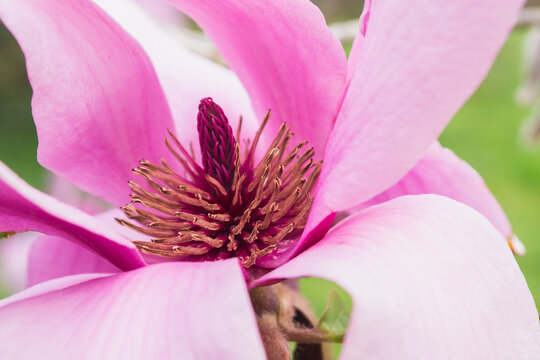 Close-up of Japanese Magnolia's Pink Petals and Stamen