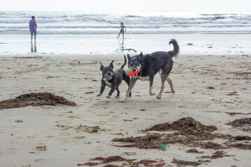 Dogs Playing on the Beach, Brittany.
