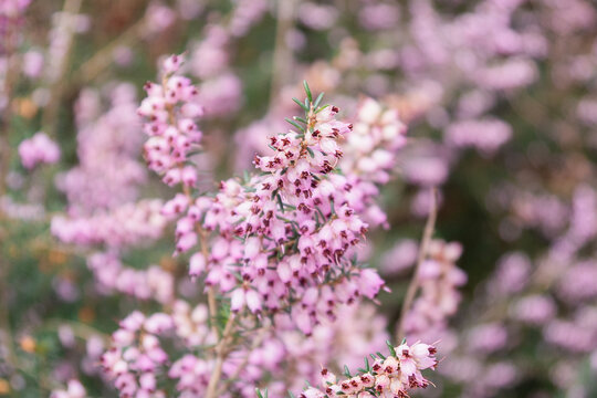 Delicate Pink Calluna Flowers in Bloom Under Soft Light