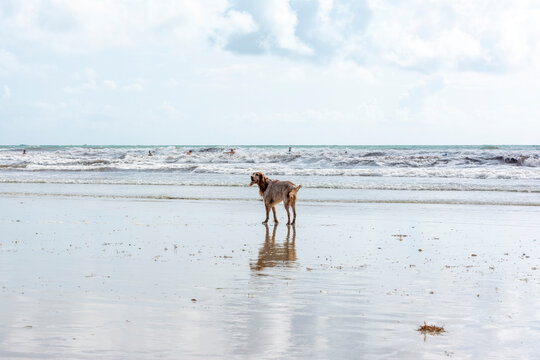 Dogs Playing on a Beach, Brittany.
