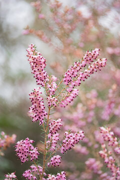 Delicate Beauty of Pink Calluna Flowers in Bloom