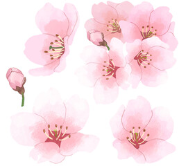 벚꽃 사쿠라 블로썸 수체화 일러스트 세트